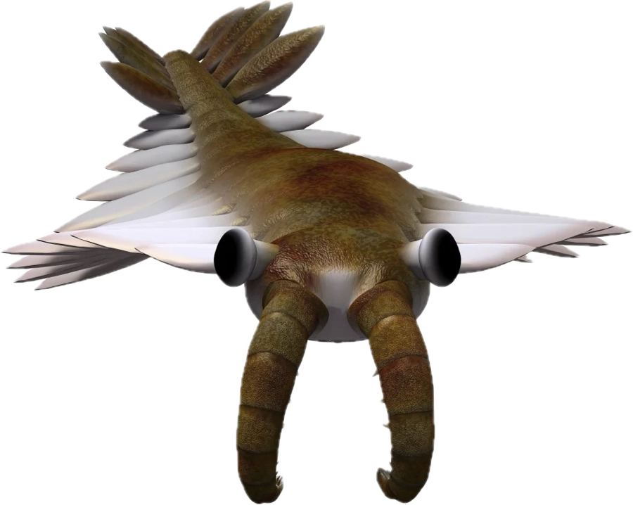 Anomalocaris