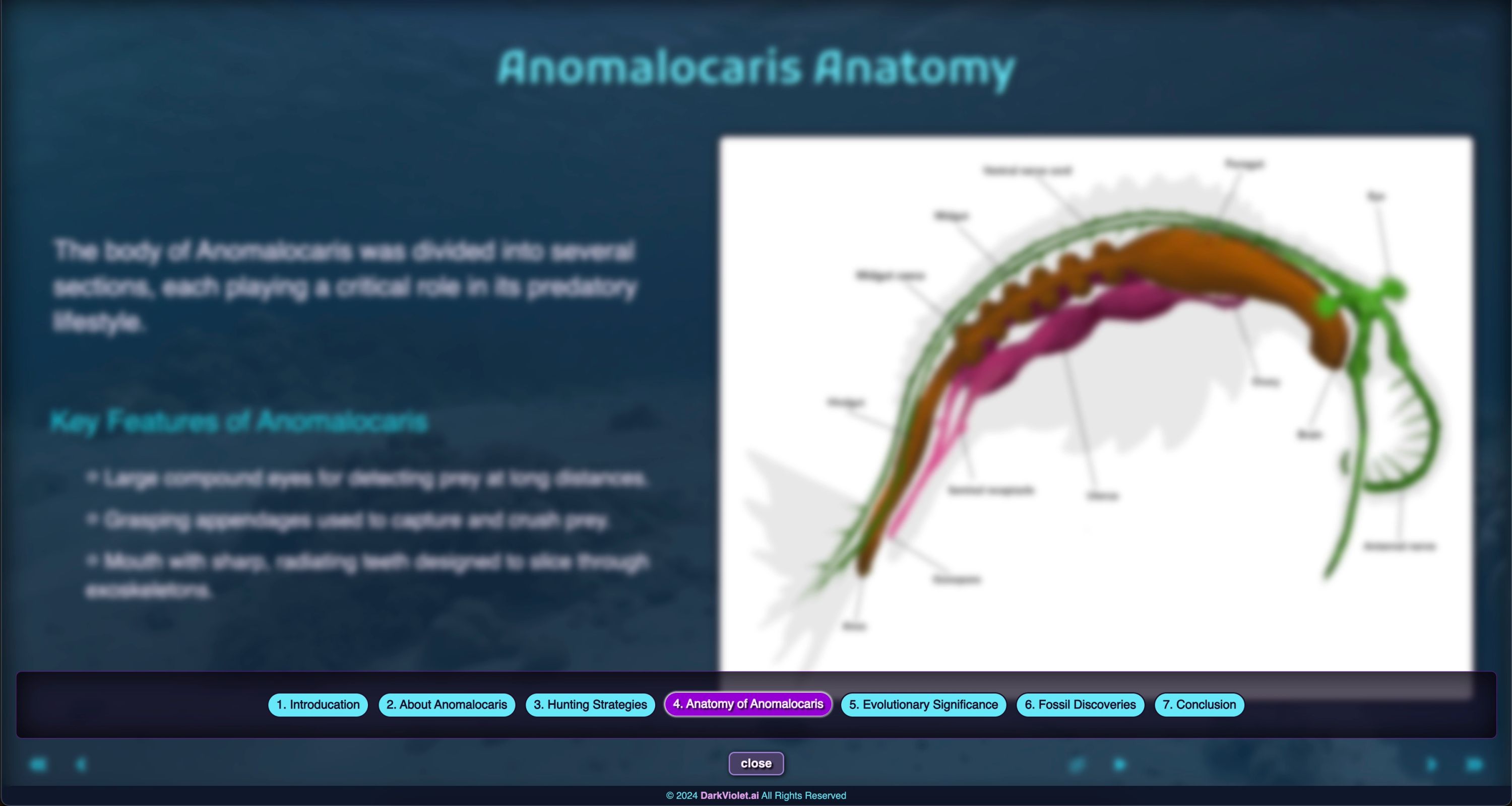 Anomalocaris Evolutionary Details Drawer