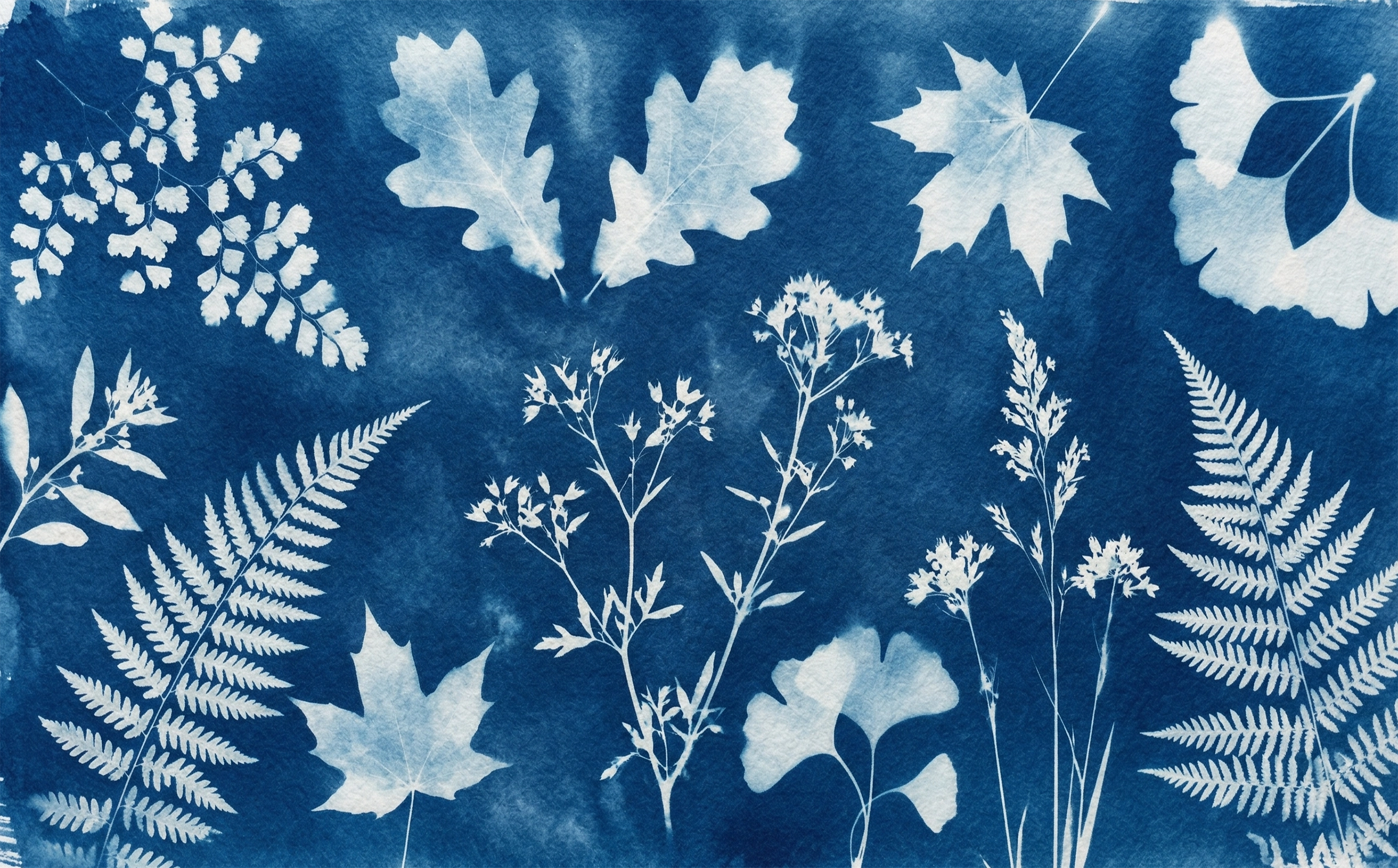 cyanotype contact print